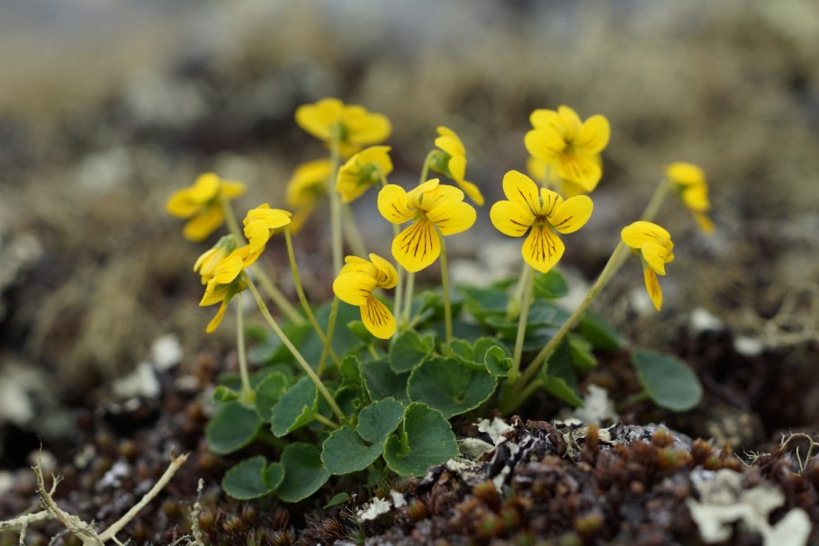 Валериана клубненосная