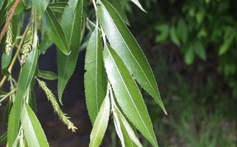 Ива Вавилонская (Salix babylonica)