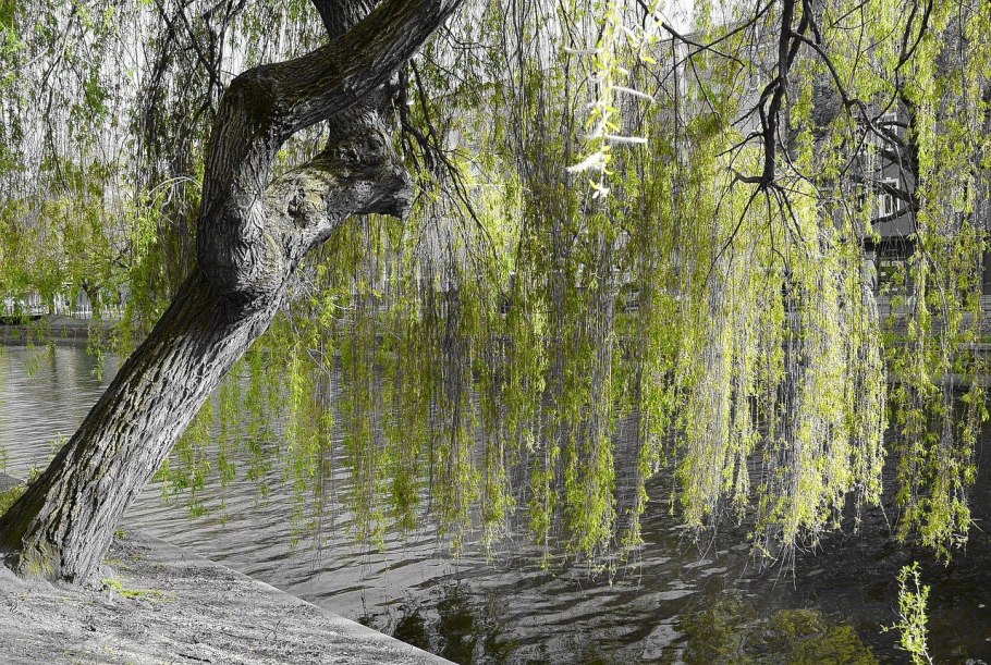 Weeping willow tree