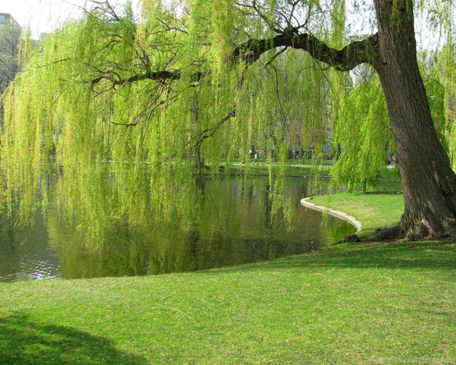 Ива Вавилонская (Salix babylonica)