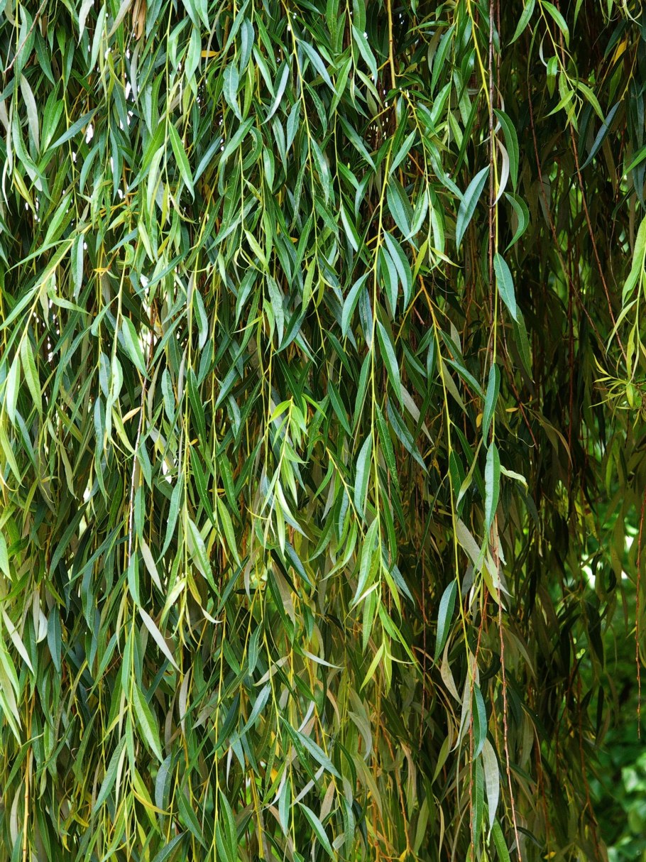 Ива белая (Salix Alba)