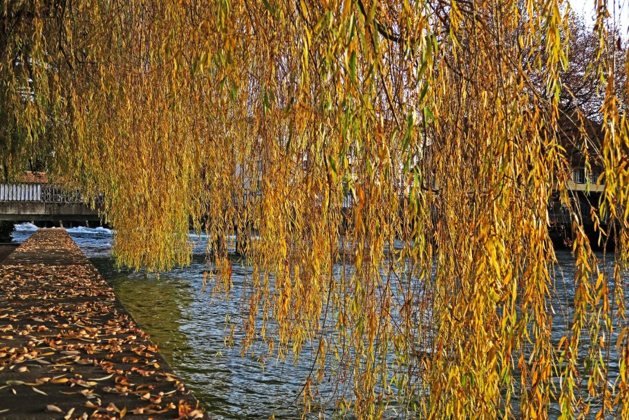 Ива древовидная