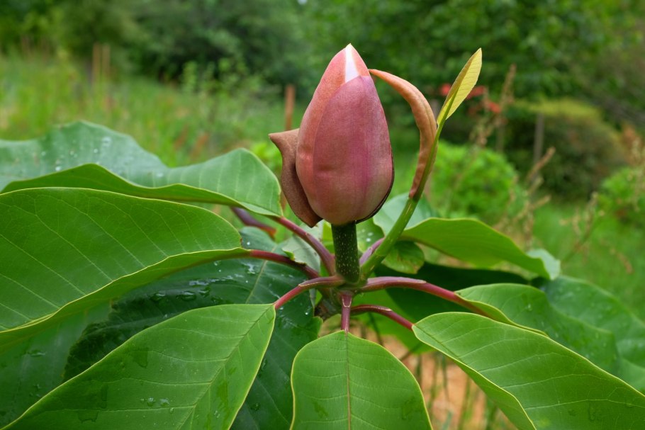Магнолия обратнояйцевидная лат Magnolia obovata