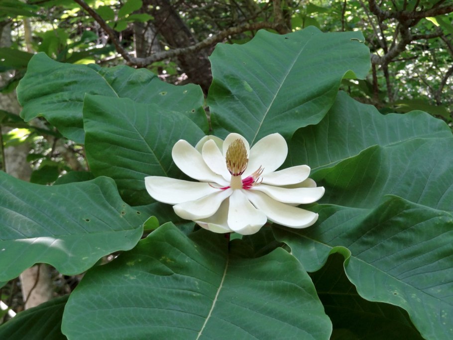 Магнолия обратнояйцевидная лат Magnolia obovata