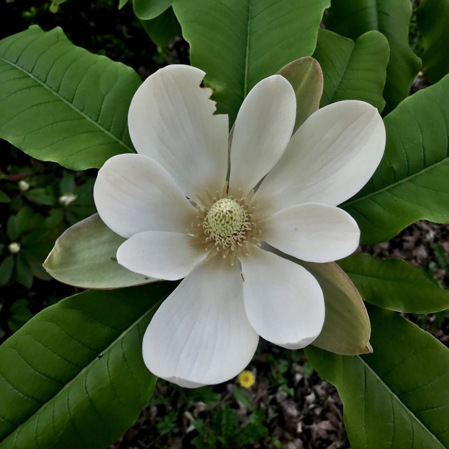 Арнебия обратнояйцевидная