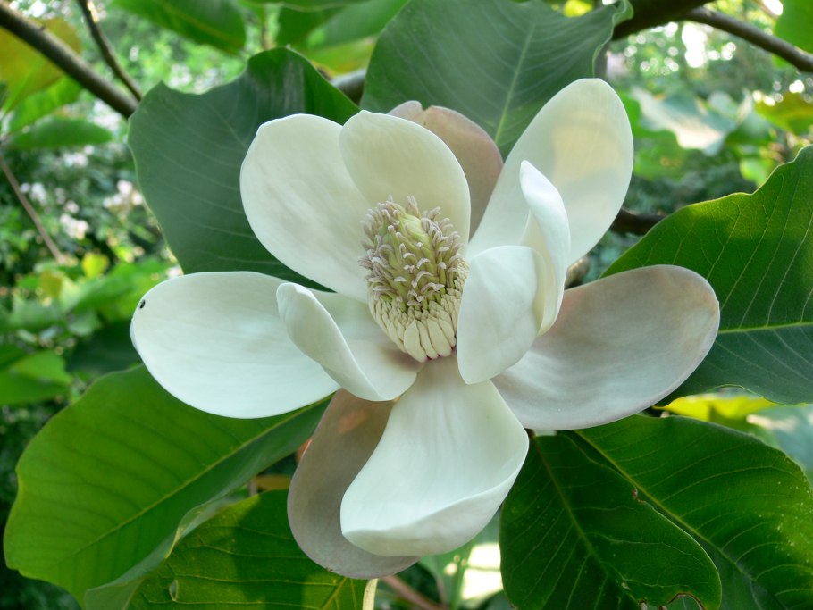 Magnolia obovata purpurea