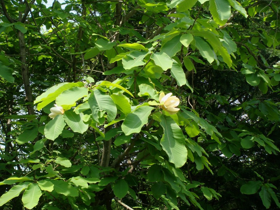 Магнолия грандифлора