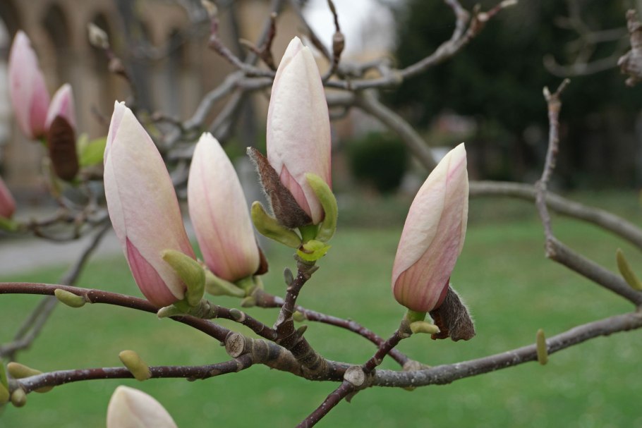 Цветущая Магнолия Геленджик