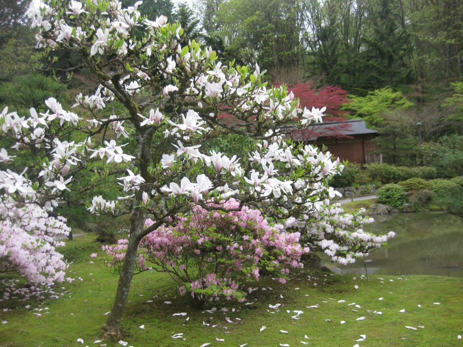 Магнолия обратнояйцевидная Пурпуреа