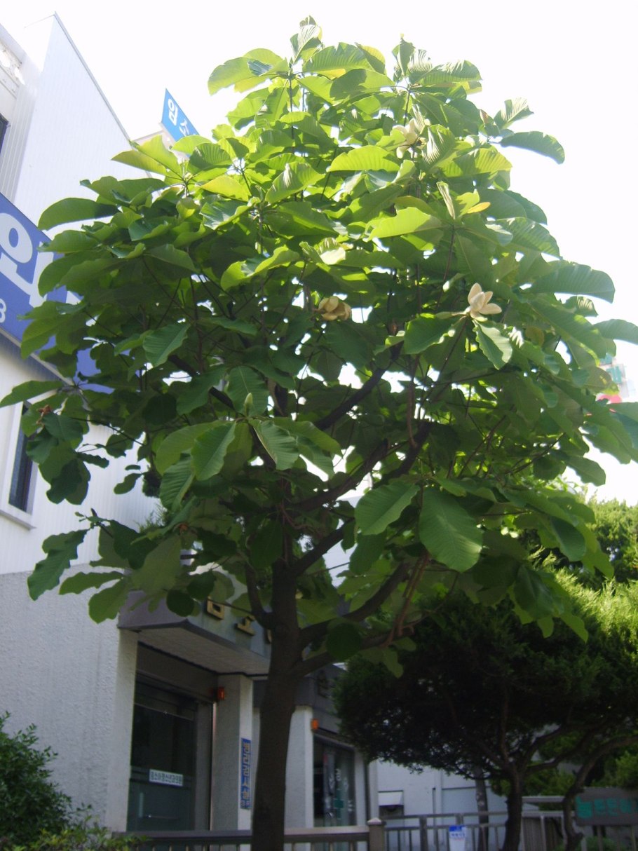 Магнолия обратнояйцевидная куст