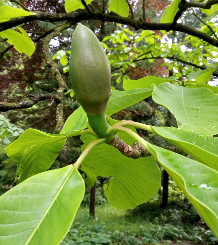 Magnolia obovata purpurea