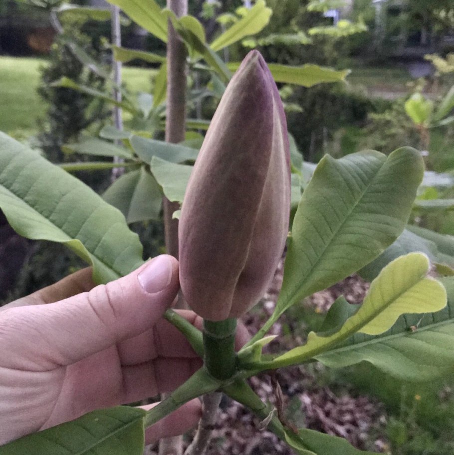 Магнолия обратнояйцевидная листья