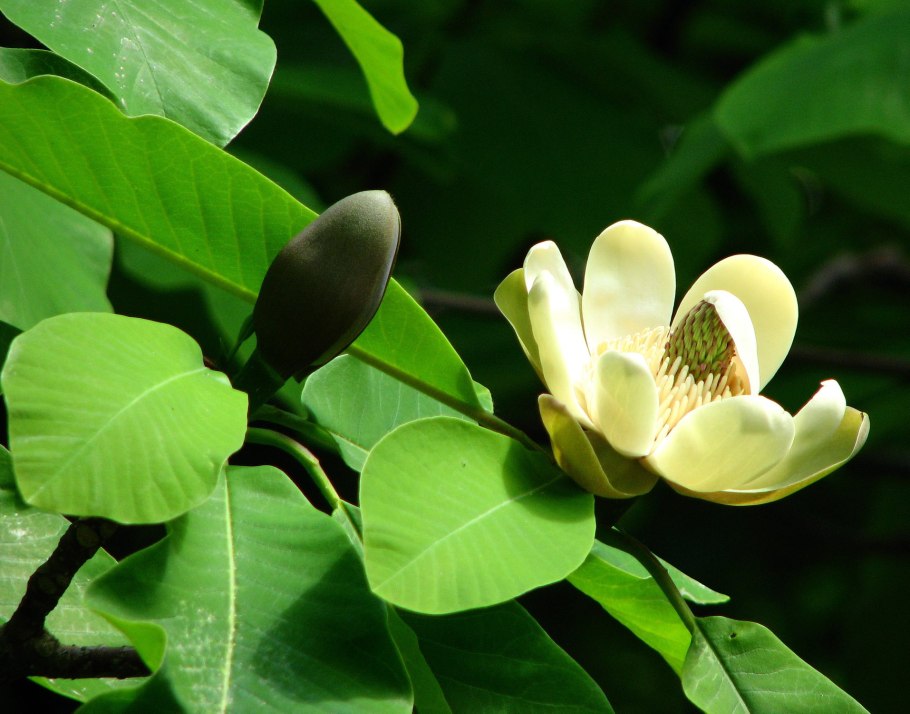 Магнолия крупноцветковая