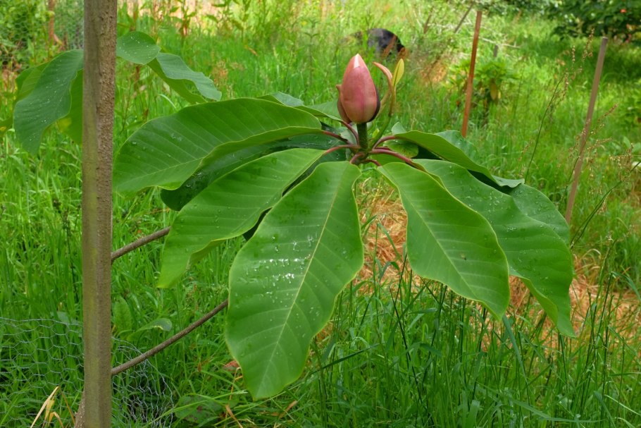 Магнолия Magnolia hypoleuca
