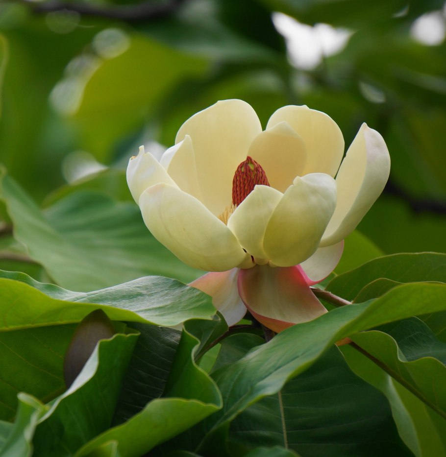 Магнолия обратнояйцевидная дерево