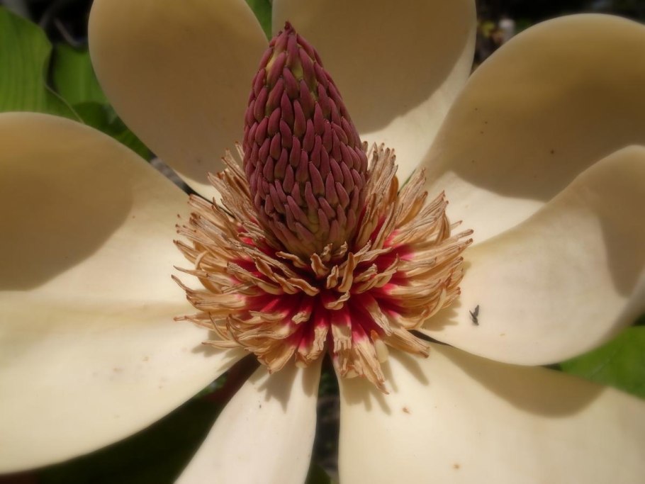 Magnolia obovata дерево