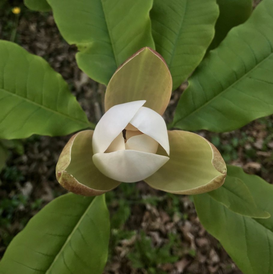 Магнолия Обовата