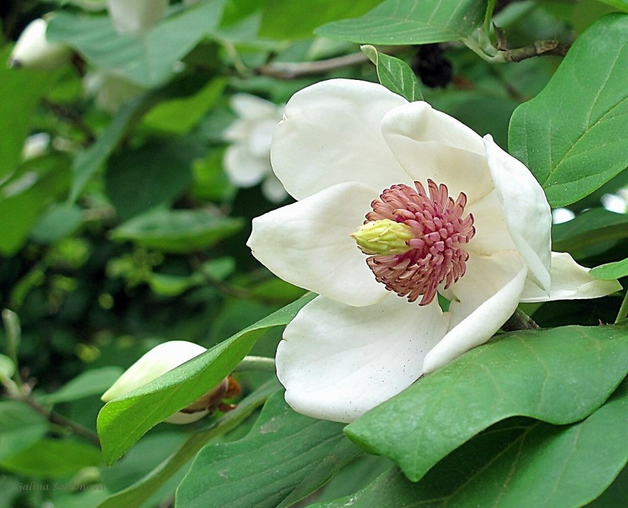 Magnolia obovata purpurea