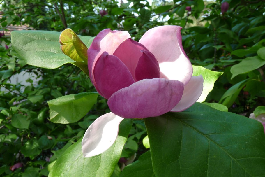 Магнолия обратнояйцевидная куст