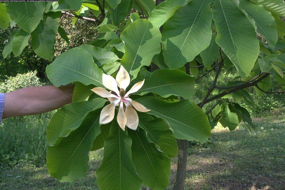 Магнолия обратнояйцевидная дерево