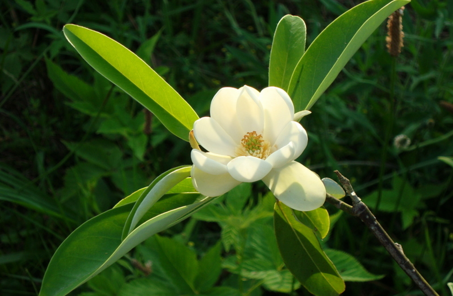 Magnolia obovata purpurea