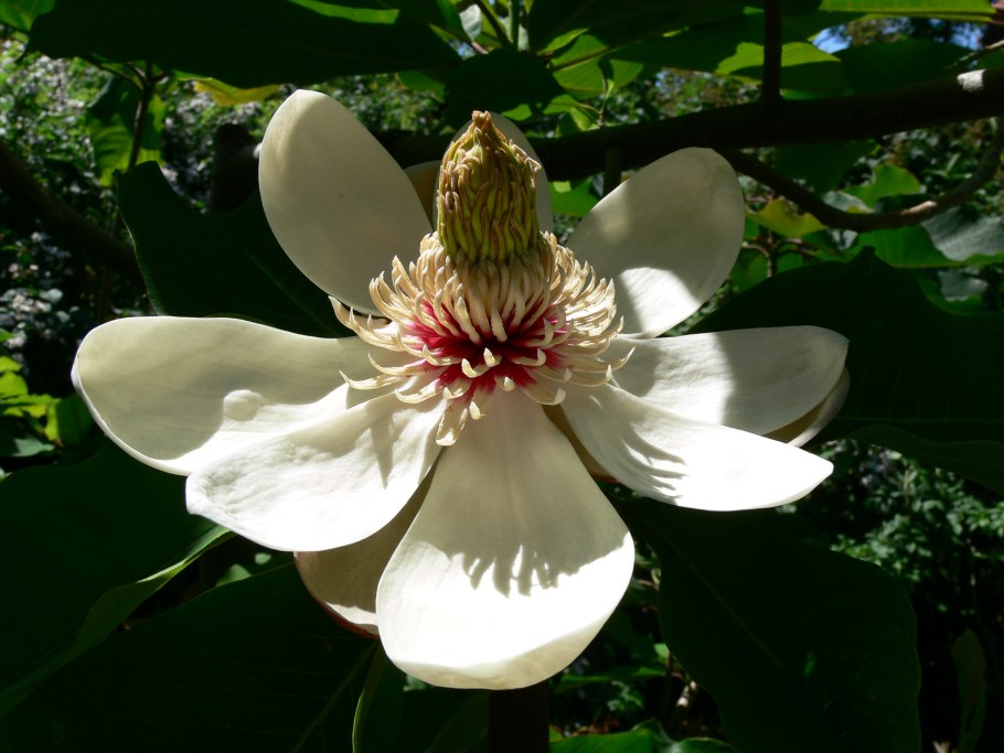Магнолия древовидная