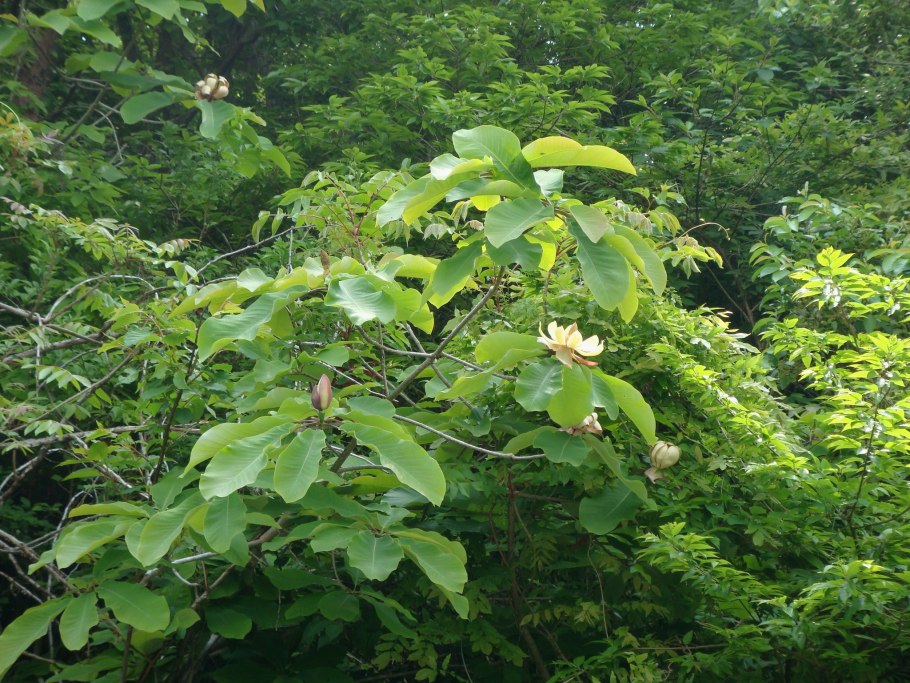 Магнолия обратнояйцевидная (Magnolia obovata)