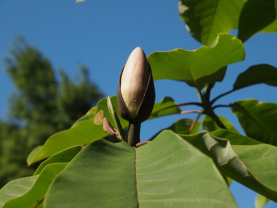 Монголия обратно яйцевидная