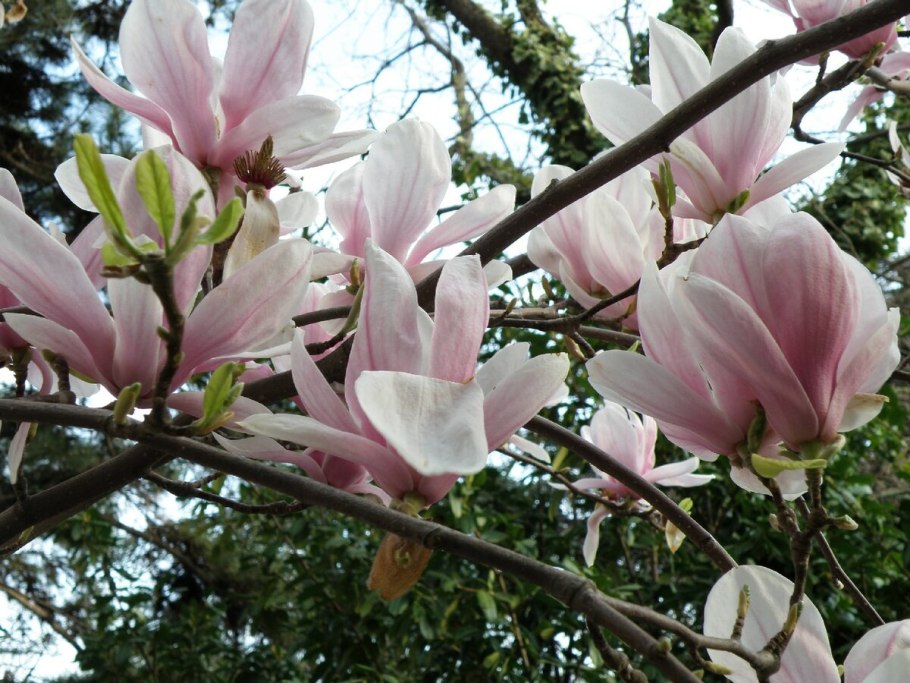 Магнолия суланжа (magnolia soulangeana)