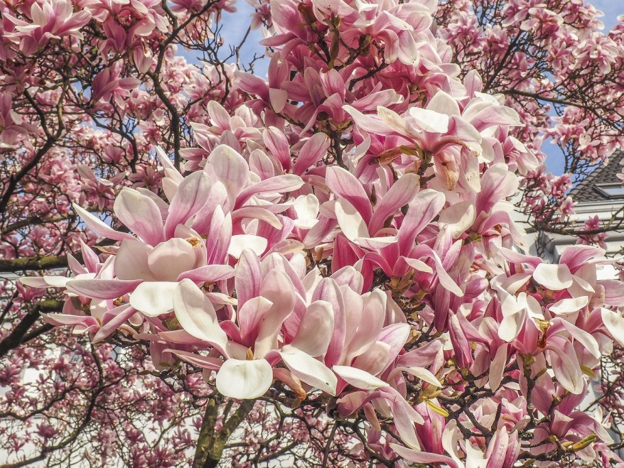 Магнолия обратнояйцевидная дерево