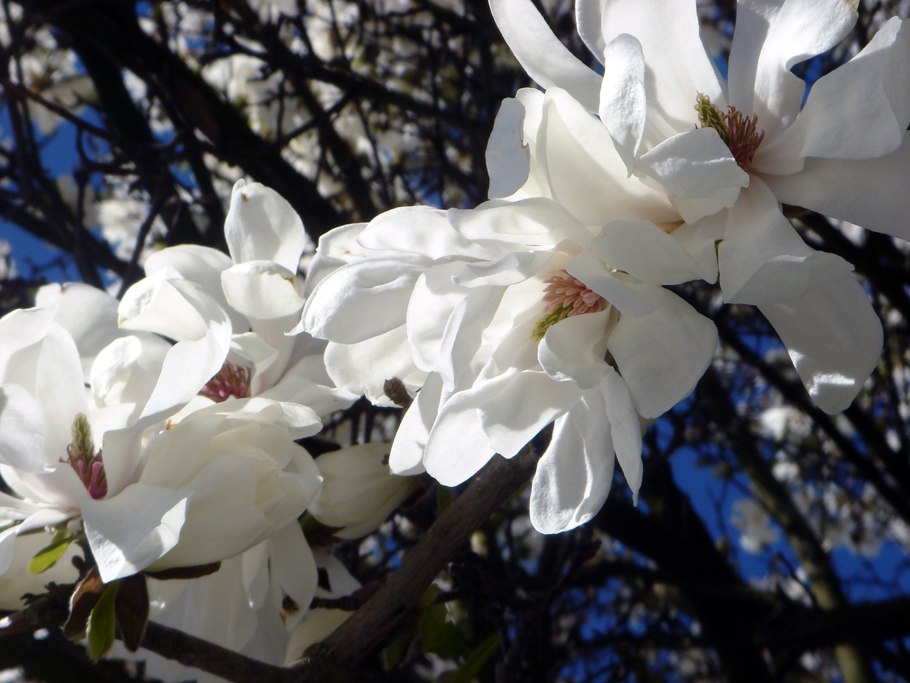 Древовидная Магнолия обратнояйцевидная