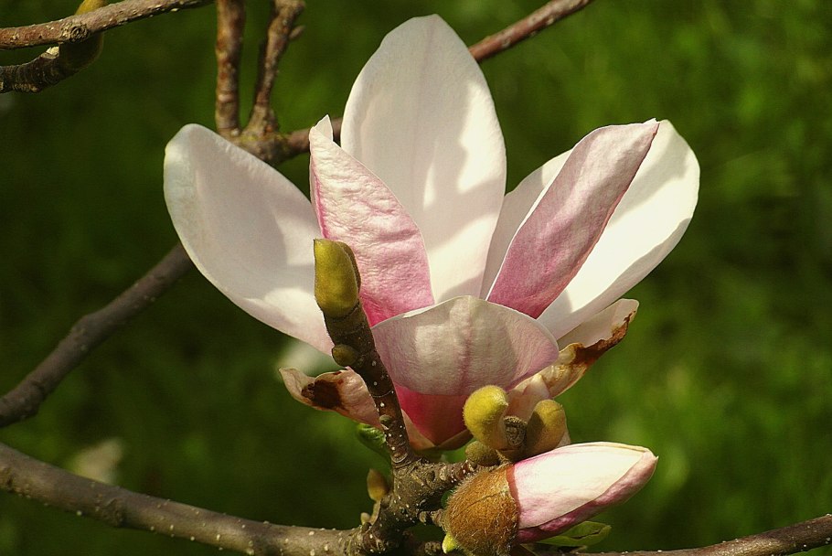 Магнолия обратнояйцевидная (Magnolia obovata)