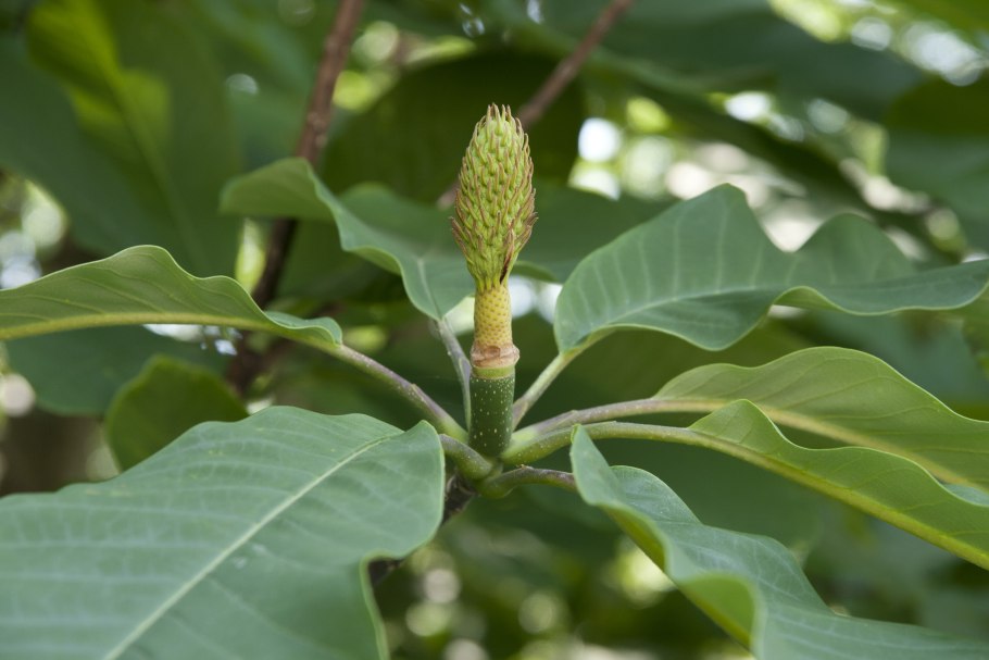 Магнолия Суланжа