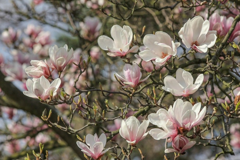 Magnolia obovata purpurea