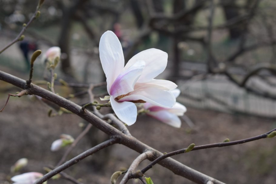Магнолия дзен