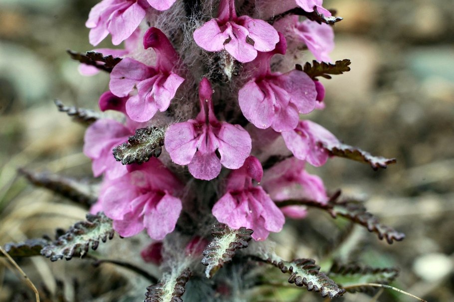 Мытник болотный (Pedicularis palustris l.)