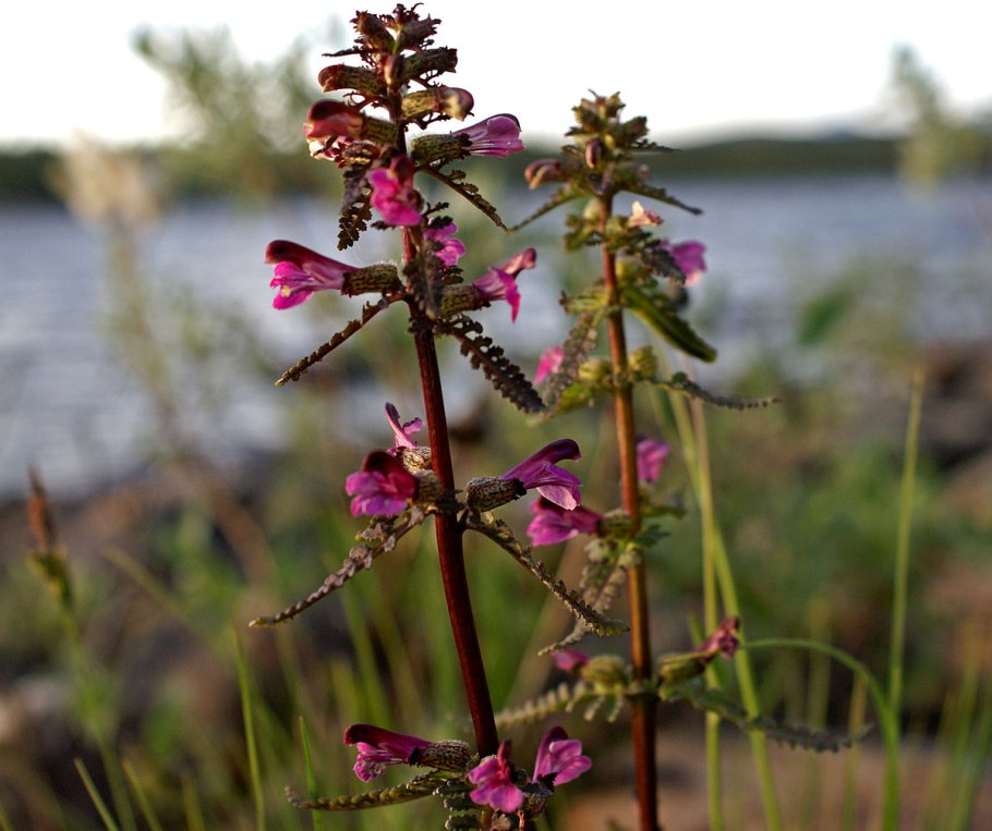 Мытник болотный (Pedicularis palustris l.)