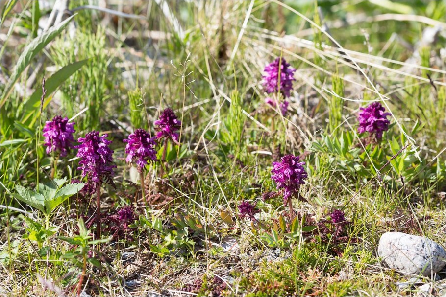 Мытник болотный (Pedicularis palustris l.)