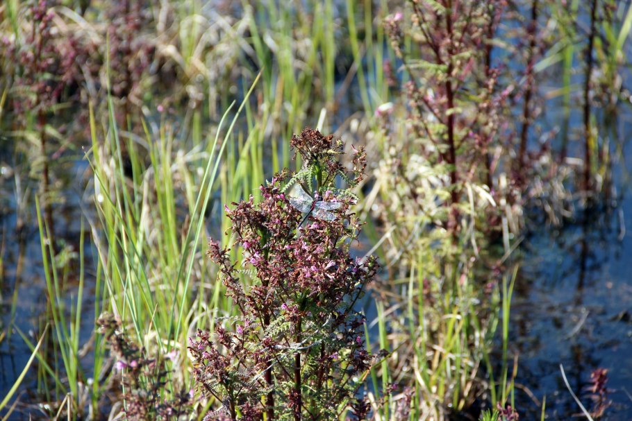 Мытник мохнатоколосый