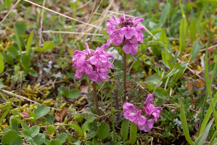 Pedicularis palustris
