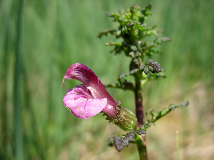 Pedicularis palustris