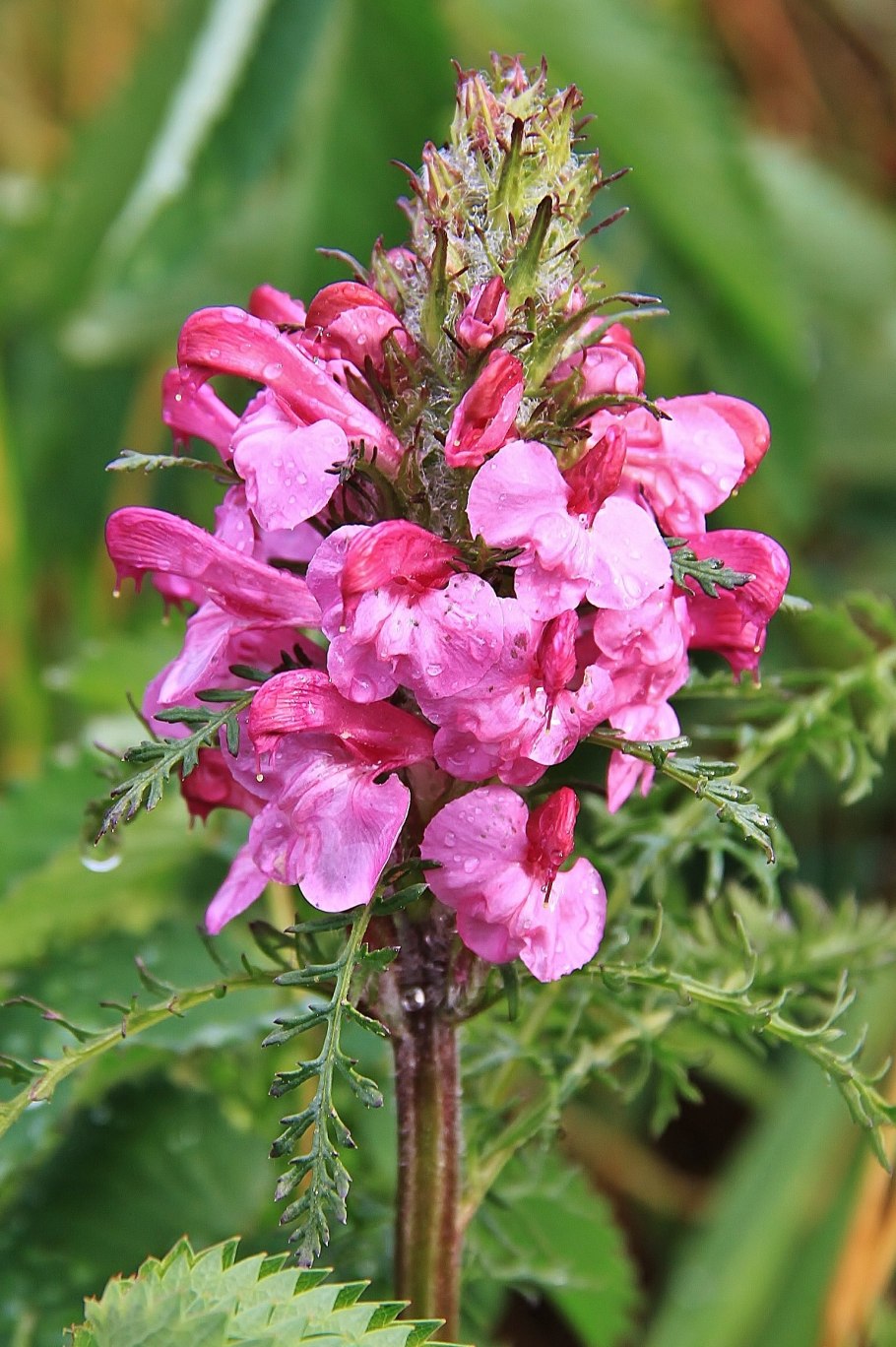Мытник болотный (Pedicularis palustris l.)