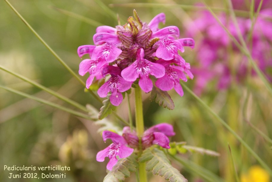 Мытник Кауфмана