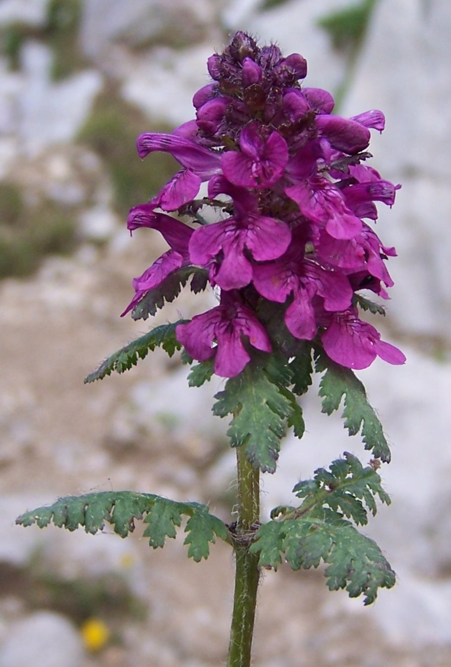 Мытник болотный (Pedicularis palustris l.)