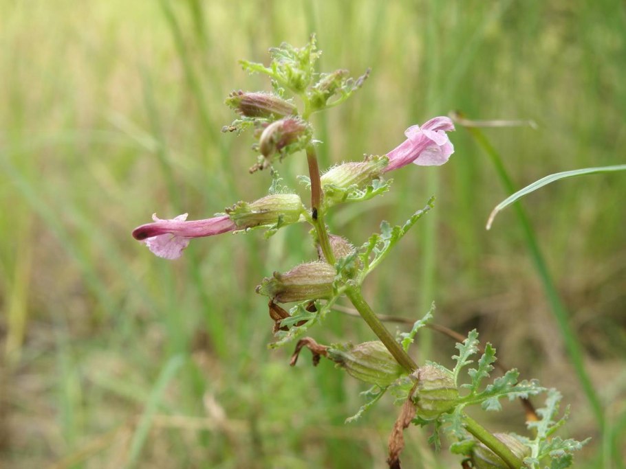 Мытник болотный (Pedicularis palustris l.)