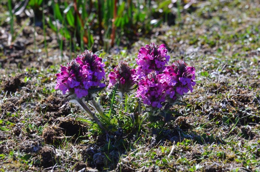 Мытник шерстистый Чукотка