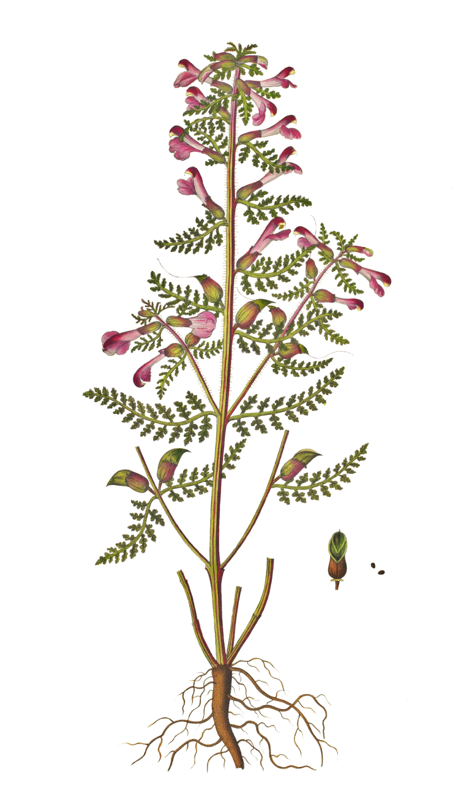 Мытник скипетровидный