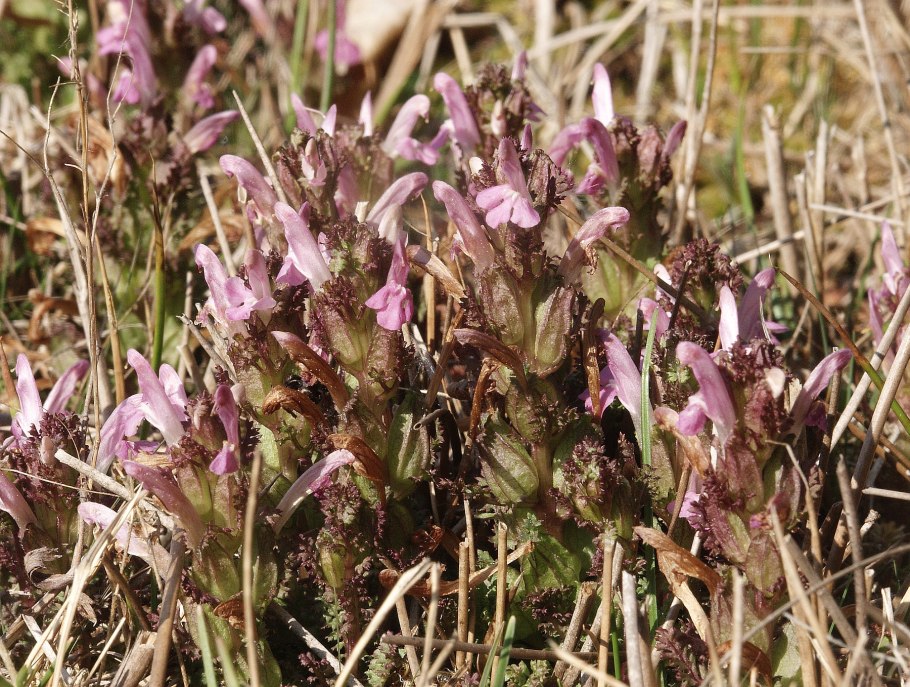 Мытник крупноцветковый