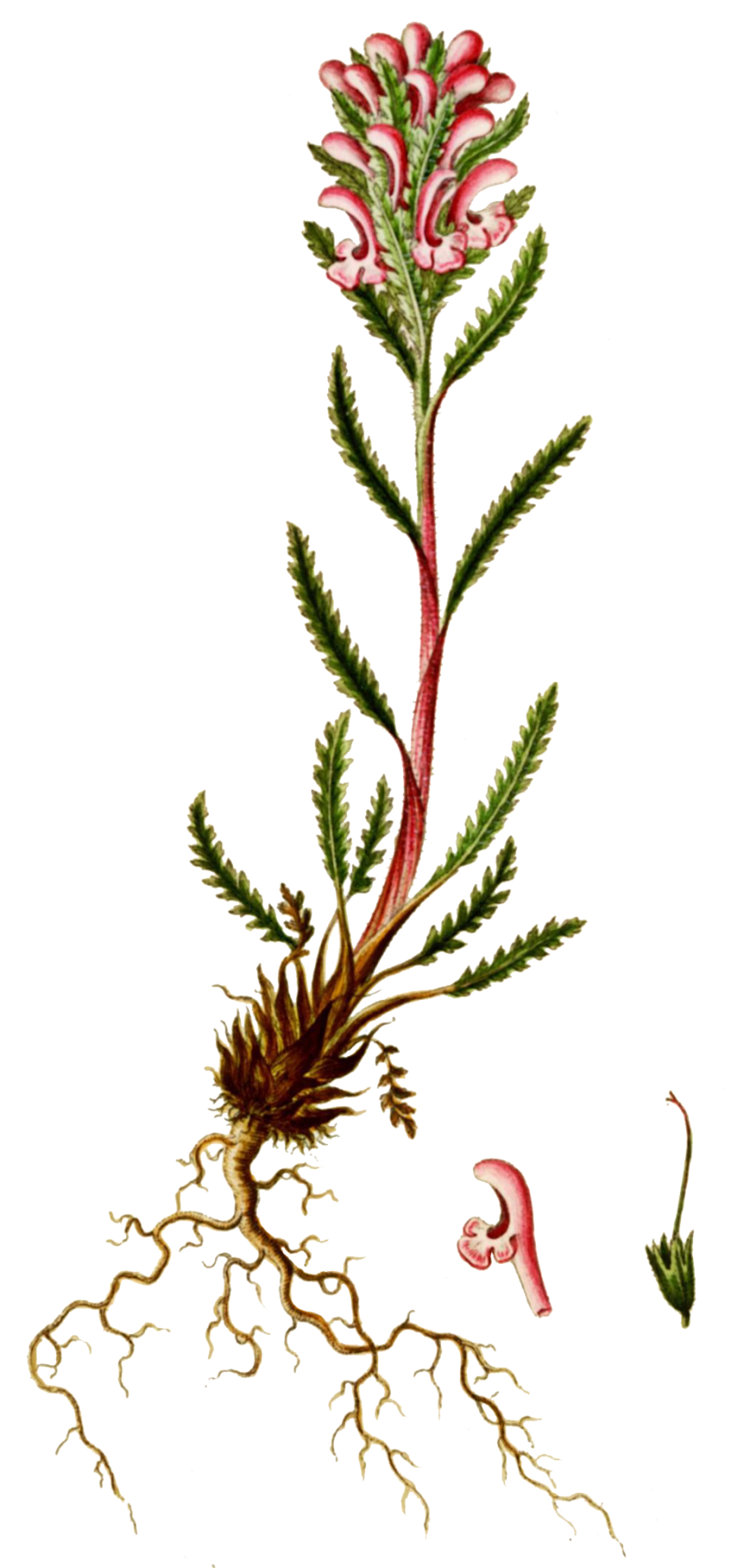 Мытник Кауфмана