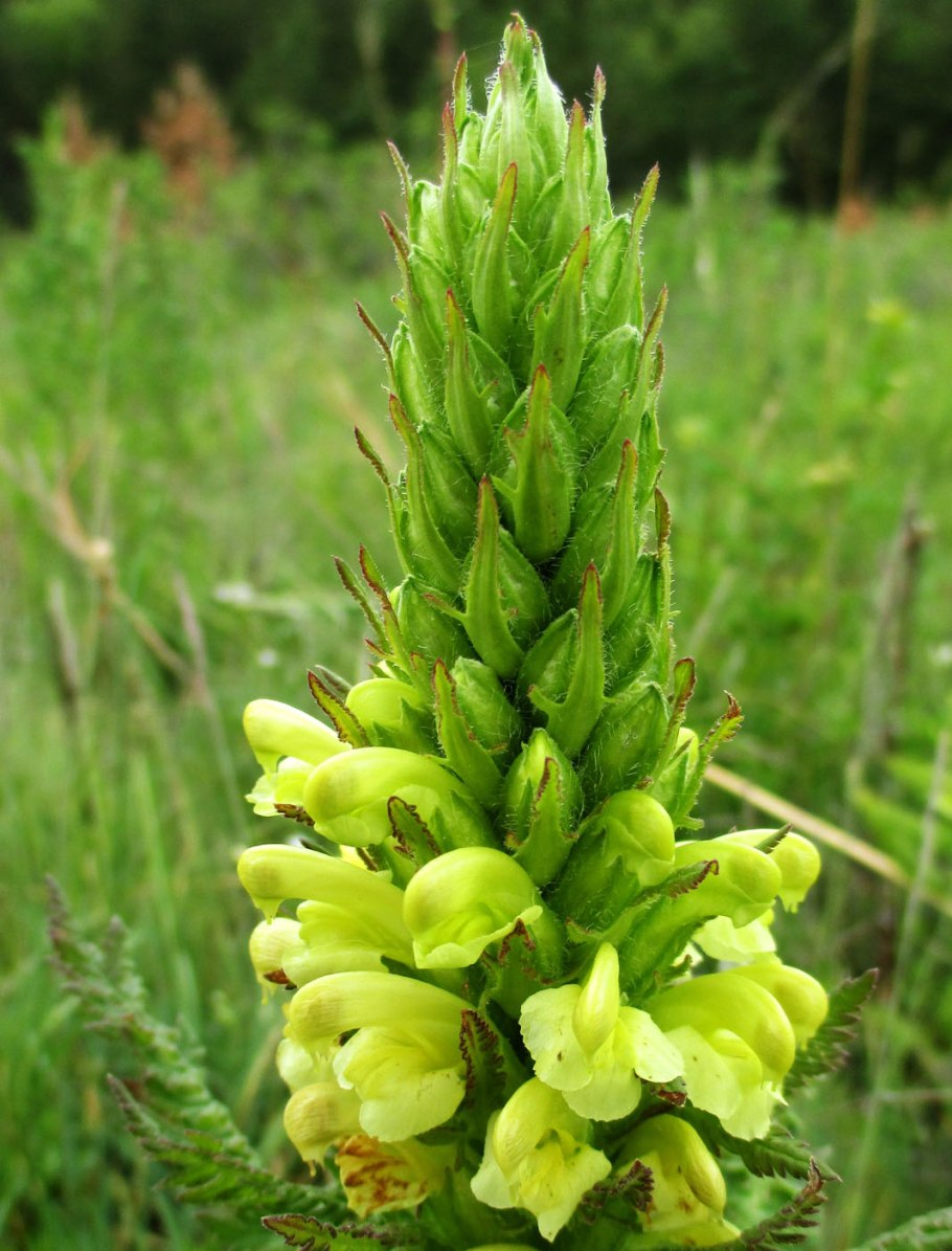 Pedicularis comosa